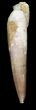 Nice, Spinosaurus Tooth - Partial Root #36095-2